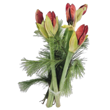 Amaryllis met kiefer